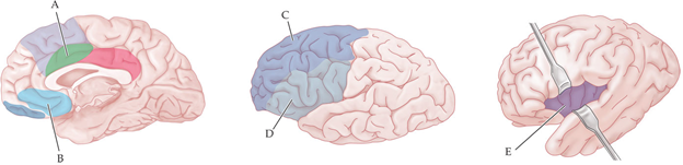 <p>which brain region is believe to be responsible for evaluating options?</p>