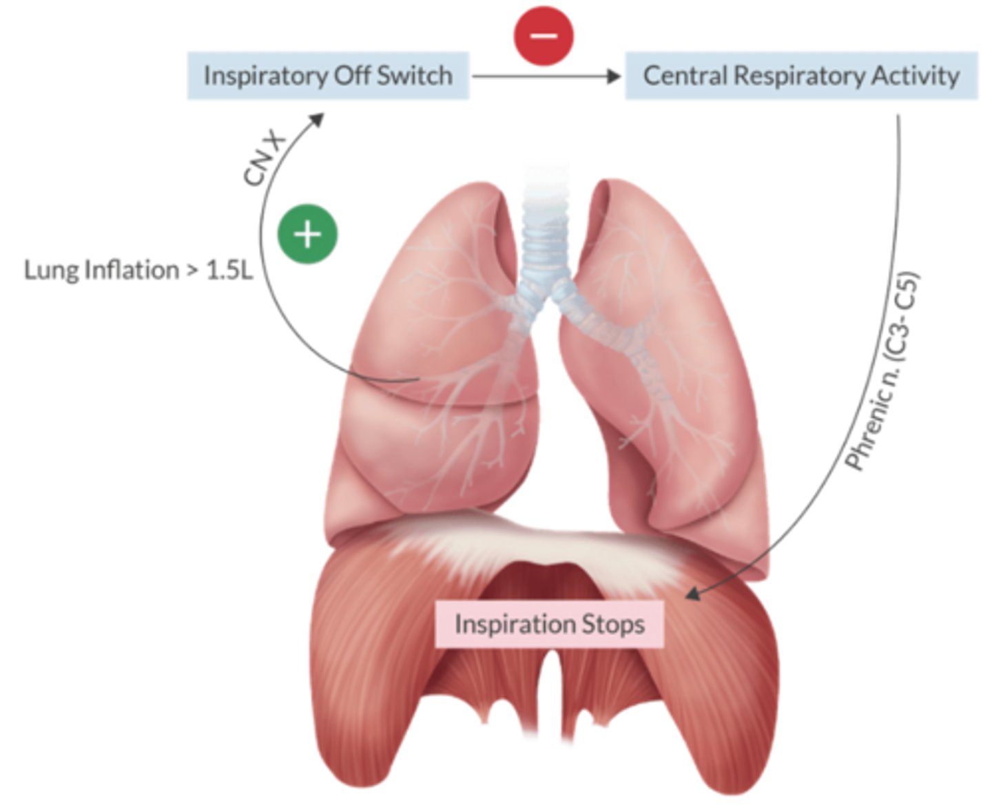 <p>Hering-Breuer inflation reflex</p><p>Inflation > 1.5L </p><p>→ CN X (inspiratory off switch)</p><p>→ inhibition of central respiratory activity + Phrenic n. manipulation of diaphragm </p>