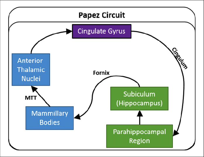 <p>Information flows through the following sequence: Hippocampus, Fornix, Mammillary bodies, Anterior nucleus of the thalamus, Cingulate gyrus, Cingulum bundle, Parahippocampal gyrus and entorhinal cortex.</p>