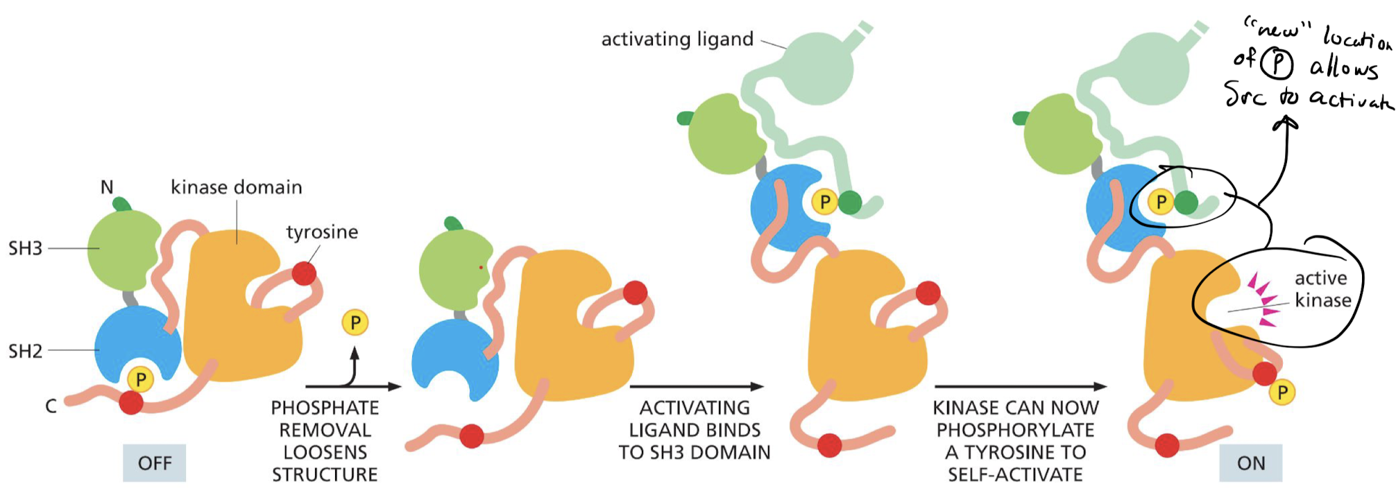 * phosphorylated = off
* un-phosphorylated = on
  * activating ligand binds to SH3 domain
  * phosphorylation in new configuration allows Src to activate 