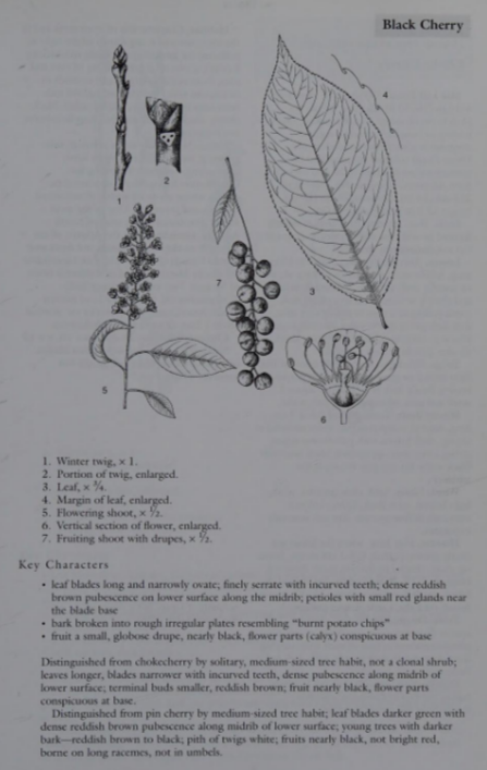 <p>Family: Rosaceae</p><p>Physiognomy: Nt tree</p><p>Common Name: Black Cherry</p><p>Leaf: Alternate, simple, oval to oblong </p>