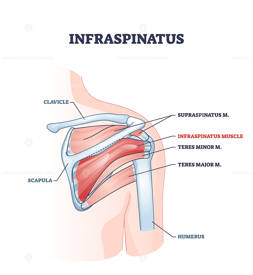 <p>Infraspinatus</p>