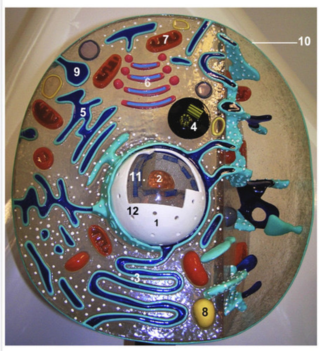 <p>Near the nucleus, helps form spindle fibers for cell division.</p>