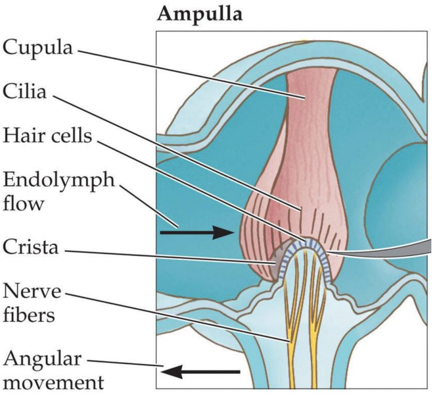 <p>The ampula</p>