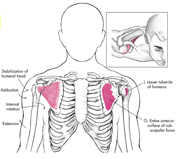what action does the subscapularis do?


2. \
