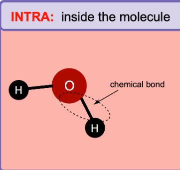 <p><span style="background-color: transparent;"><span>On parle des forces établies entre les atomes d’une même molécule</span></span></p><p></p><p><strong>Exemples :</strong></p><ul><li><p>Liaisons covalentes dans un <strong>lipide</strong> (glycérol + acides gras)</p></li><li><p>Liaisons covalentes dans le <strong>glucose</strong></p></li><li><p>Squelette sucre-phosphate de l’<strong>ADN</strong></p></li></ul><p></p>