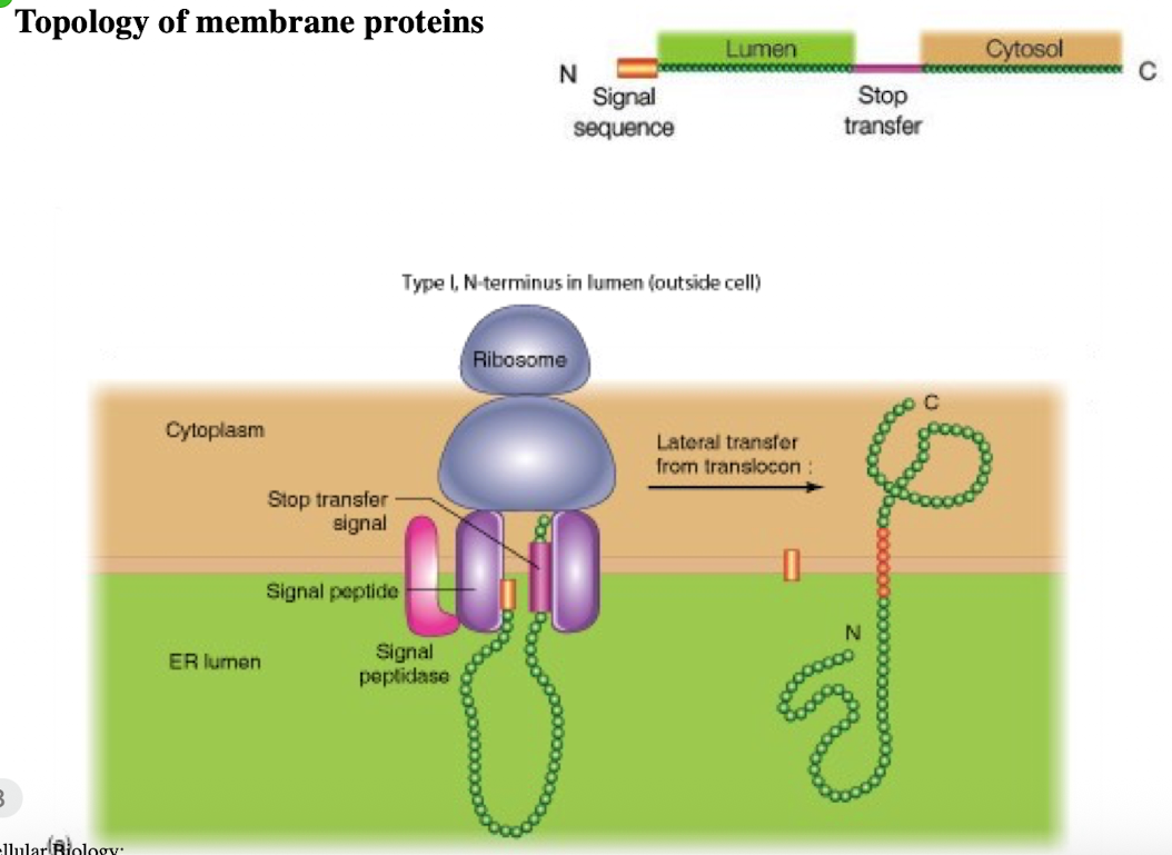 <ul><li><p>N-terminus in lumen (outside cell)</p></li><li><p>single pass</p></li><li><p>signal peptide + stop-transfer sequence</p></li><li><p>C-terminus in cytoplasm</p></li></ul><p></p>