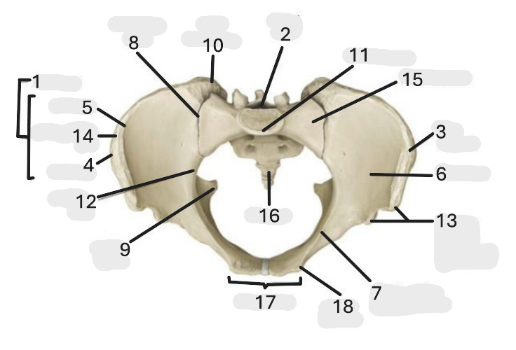 <p>Where is the ala of the sacrum </p>