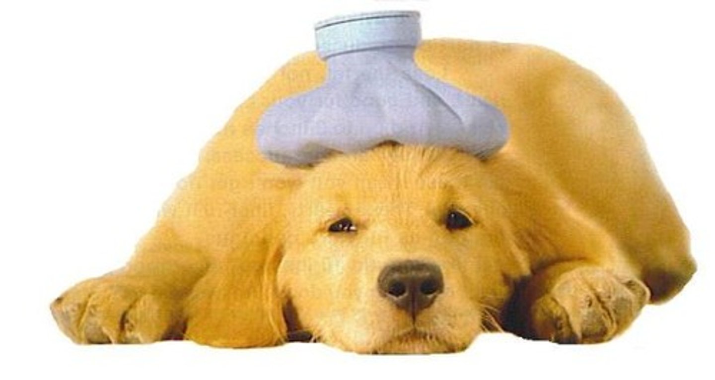 <p>to suffer</p>