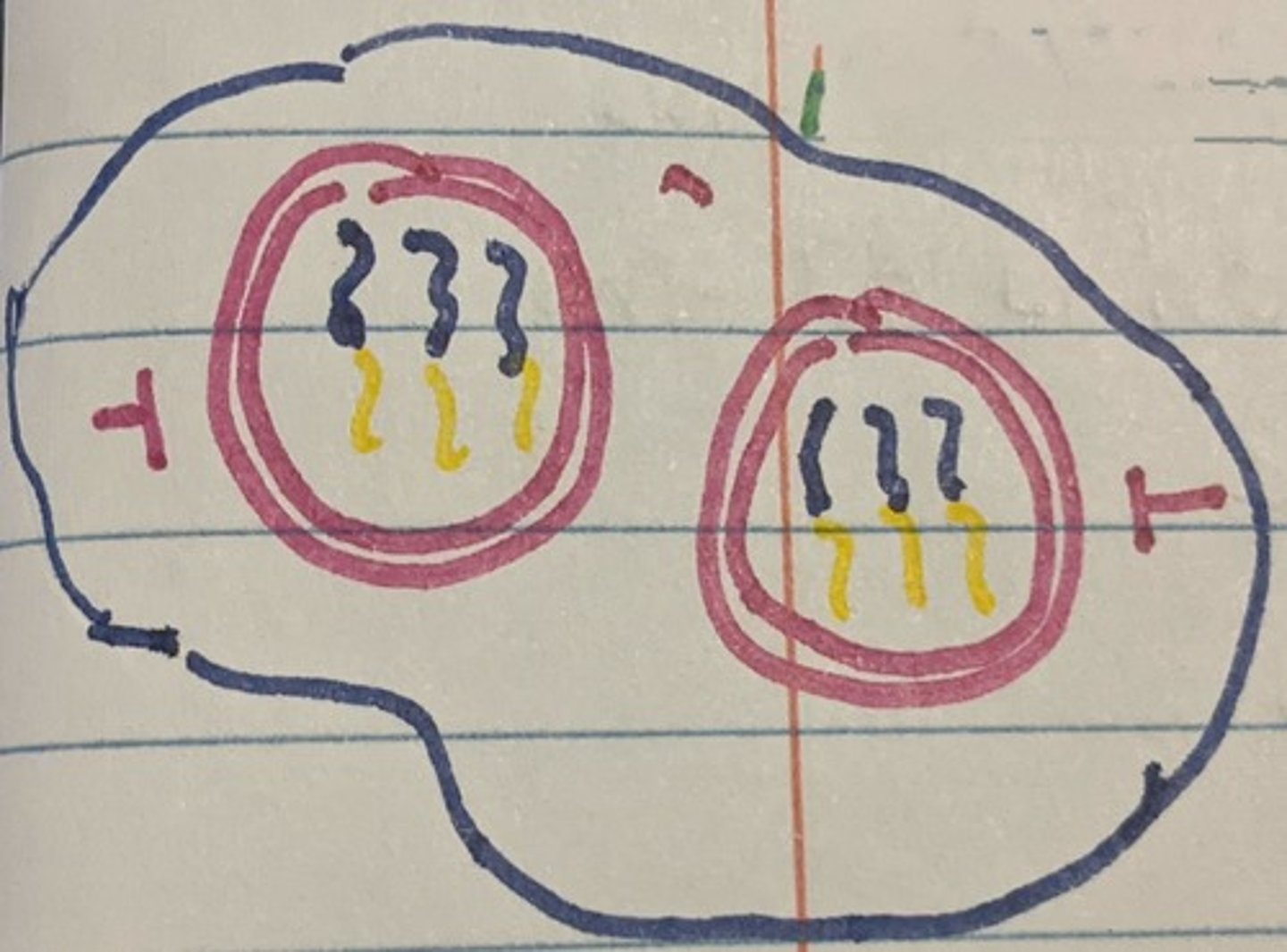 <p>&gt; Chromosomes uncoil</p><p>&gt; A nuclear membrane forms around each set of chromosomes</p><p>&gt;A nucleolus forms in each new nucleus</p><p>&gt; The mitotic spindle breaks down</p><p>&gt; Cytokinesis begins</p>