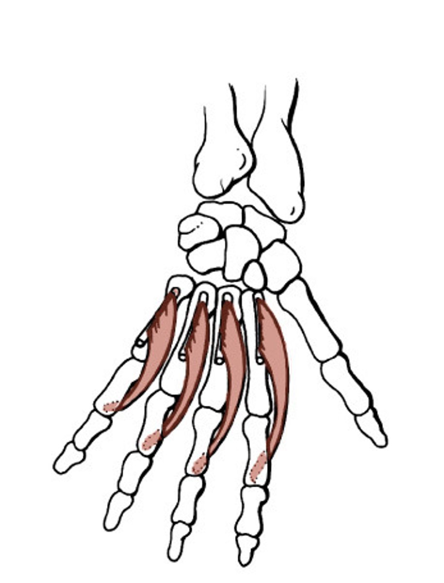 <p>Action: flex fingers at metacarpophalangeal joints; extend fingers at interphalangeal joints<br><br>Origin: Lateral side of flexor digitorium profundus<br><br>Insertion: proximal phalanx of fingers 2-5</p>