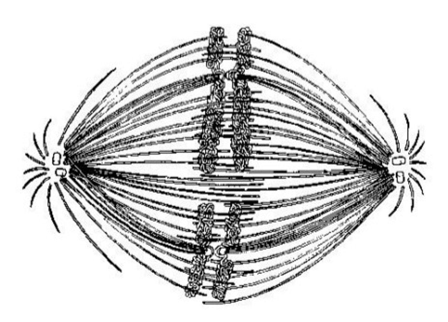 <p>If the cell whose nuclear material is shown at right continues toward completion of mitosis, which of the following events would occur next?</p><p>a. cell membrane synthesis</p><p>b. spindle fiber formation</p><p>c. nuclear envelope breakdown</p><p>d. formation of telophase nuclei</p><p>e. synthesis of chromatids</p>