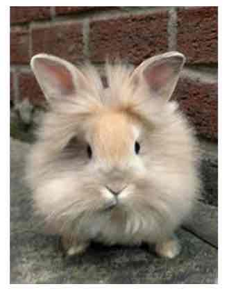 <p>Small</p><p>1.1-1.6kg</p><p>Docile but flighty </p><p>Woolly coat</p>