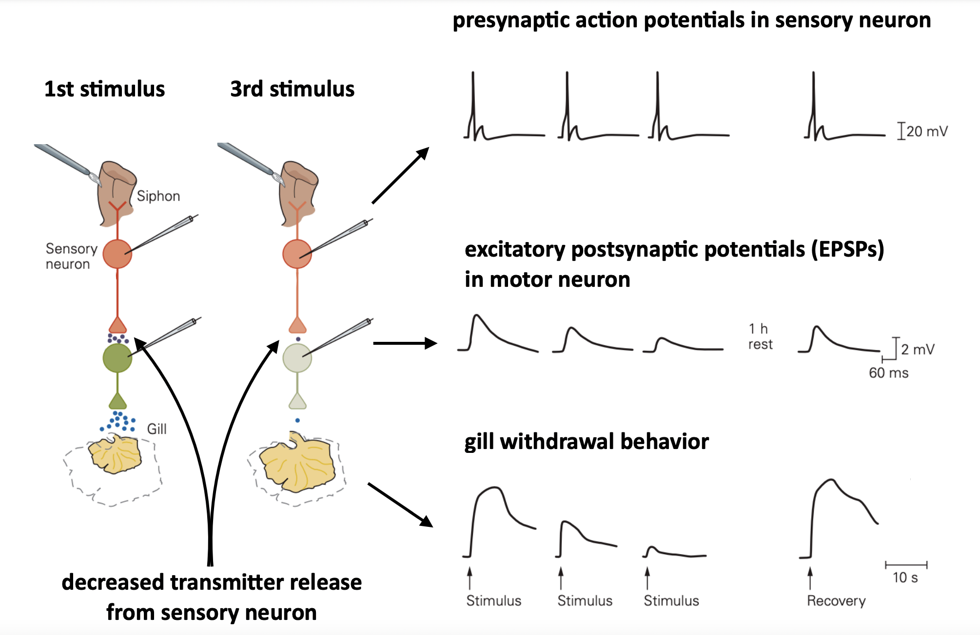 <ul><li><p>presynaptic action potentials in sensory neuron is unchanged </p></li><li><p>EPSPs motor neuron decreases </p><ul><li><p>thus reduced gill behavior </p></li></ul></li></ul>