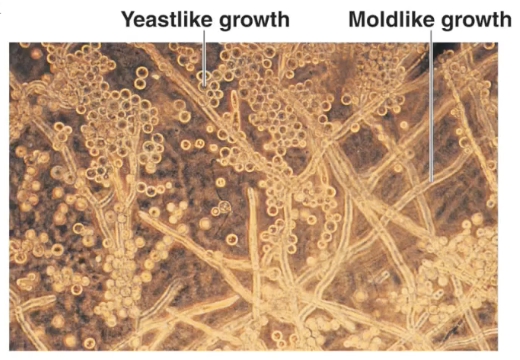 <ul><li><p><span>Some fungi can grow as unicellular (yeast) or as Mold</span></p></li><li><p><span>For most, the temp can tell us which one</span></p></li><li><p><span>37C for yeast and 25C for Mold</span></p></li></ul><p></p>