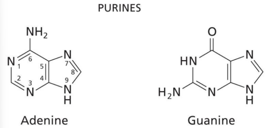 <ul><li><p>Smaller word larger molecule. </p></li><li><p>There are 4 N’s in the molecule. </p></li><li><p>There are no oxygens in adenine. </p></li><li><p>All bases are aromatic and heterocyclic. </p></li></ul><p></p>