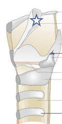 <p>What is this structure?</p>