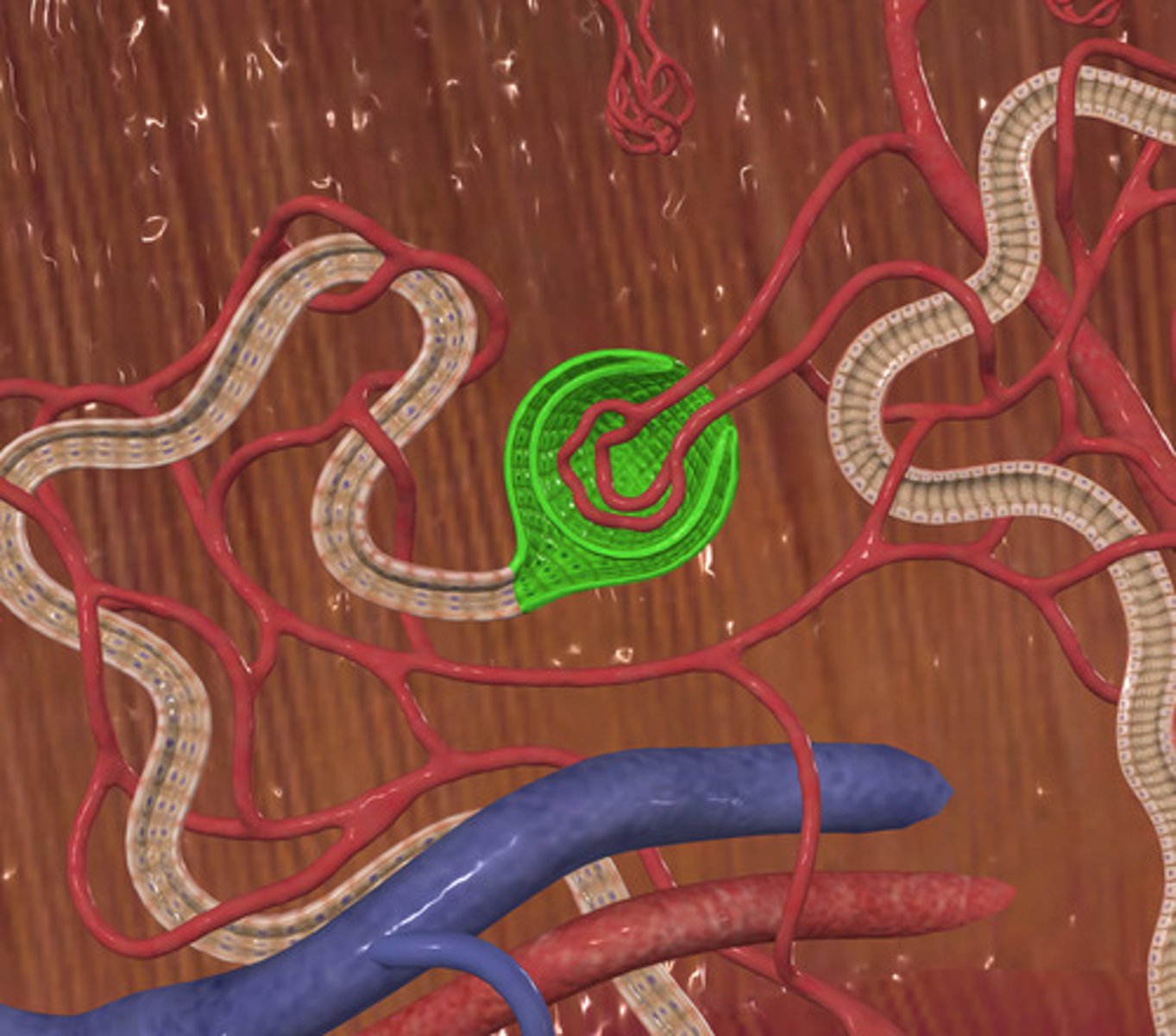 <p>ID Structure Highlighted Green</p>