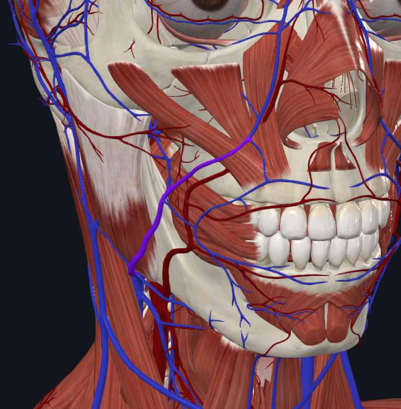 <p>What is highlighted in purple</p>