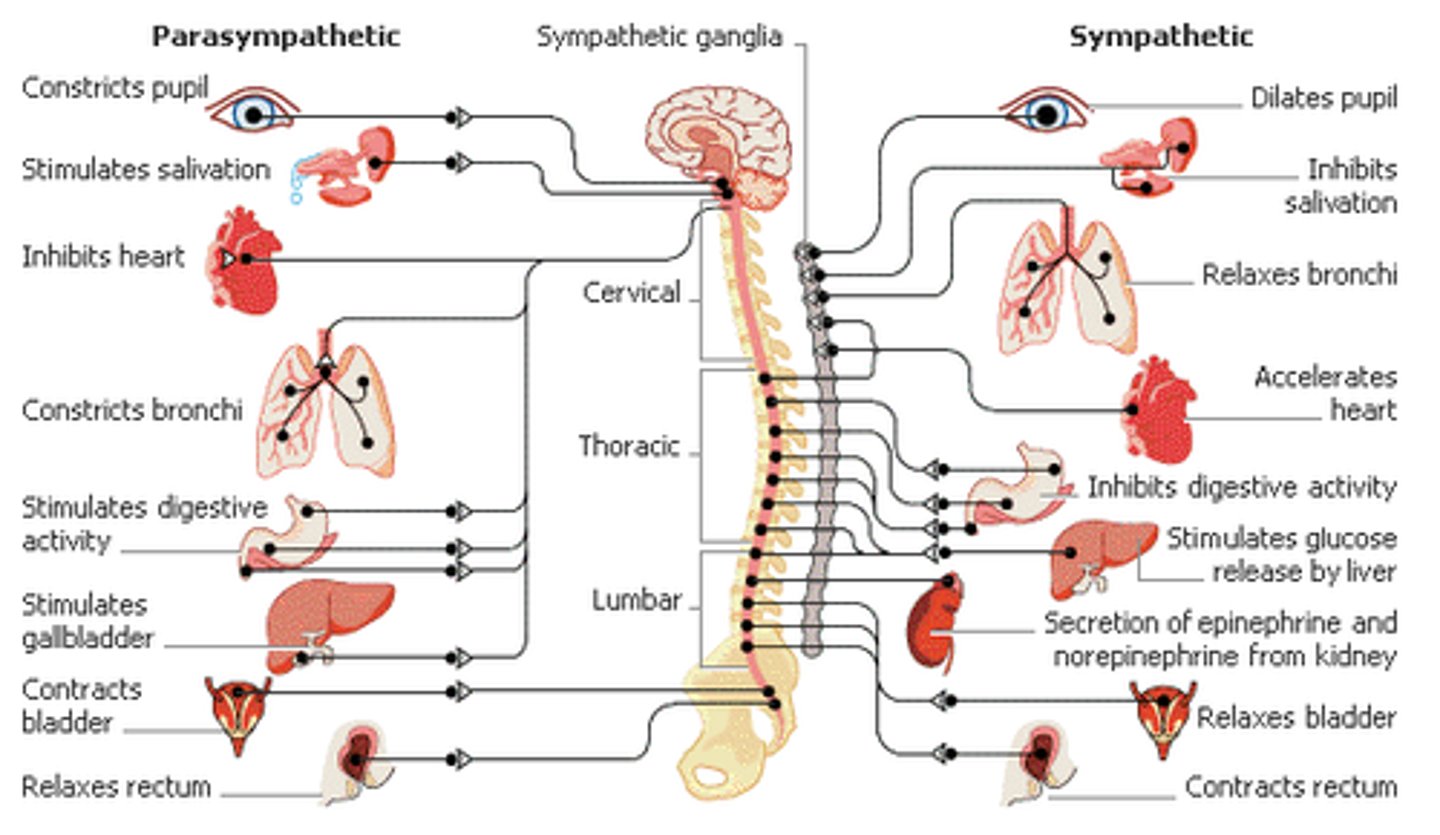 <p>Part of the autonomic nervous system.</p><p>Oppose each other (complementary).</p><p>Sympathetic : police (quick response) :: parasympathetic : courts (regulated activity)</p>