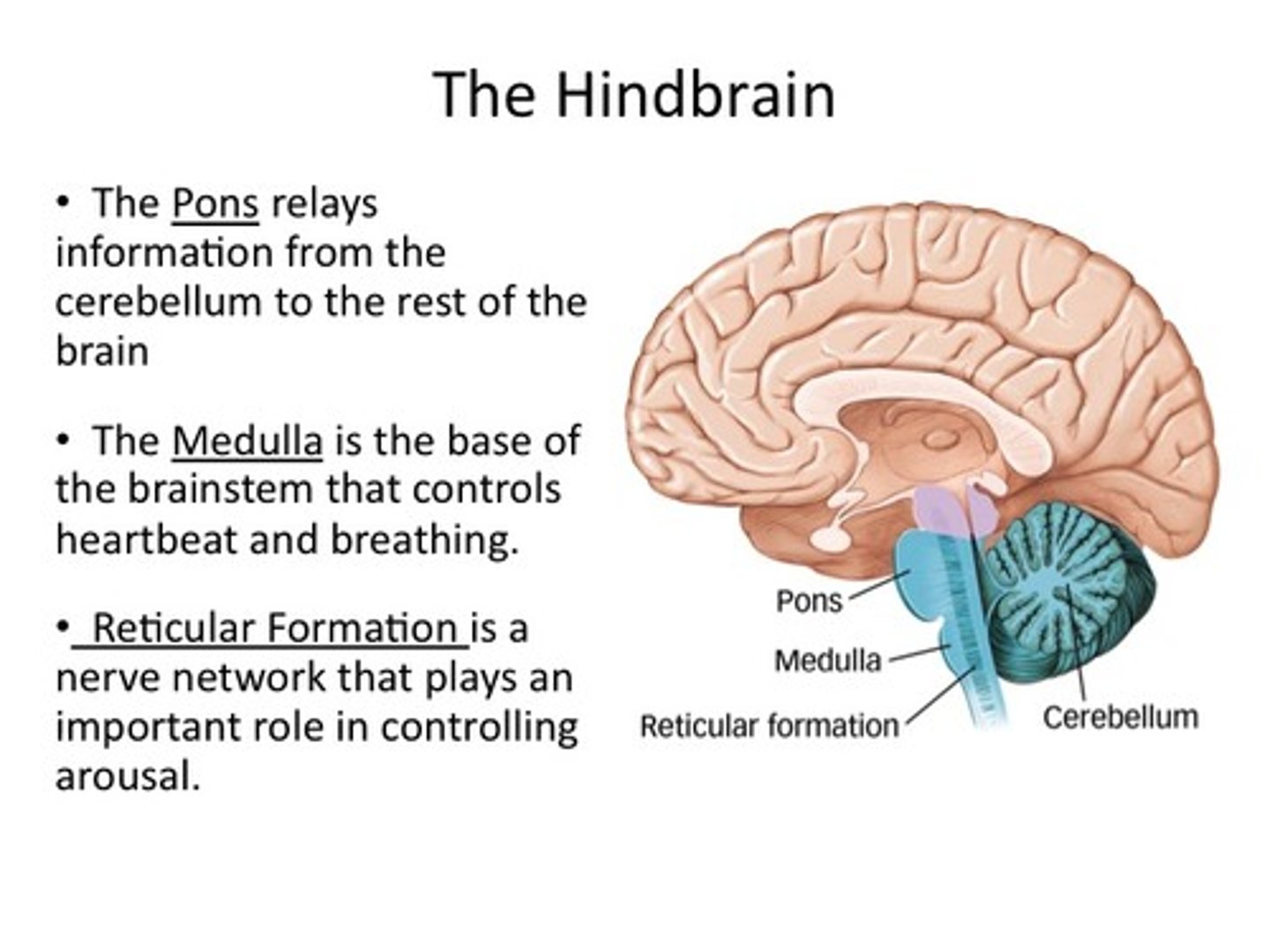 <p>cerebellum, medulla oblongata, reticular formation</p>