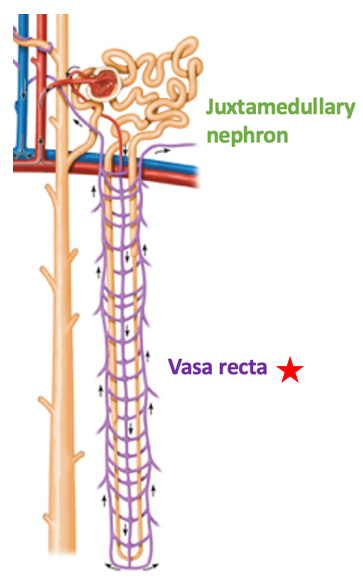<ul><li><p>Found only on juxtamedullary nephrons</p><ul><li><p>Run parallel to long nephron loop</p></li></ul></li><li><p>Help form concentrated urine </p></li></ul><p></p>