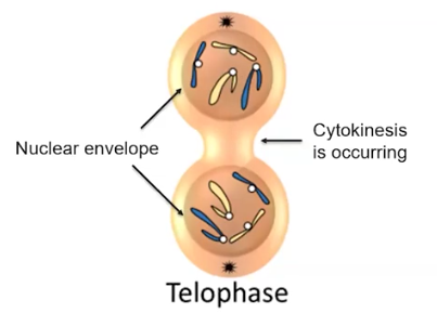 <p>Telophase</p>