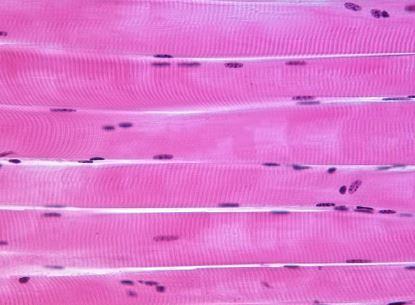 <p>Identify the tissue</p>