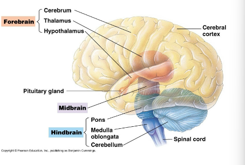 <p>Part of the hindbrain. <span>Coordinates body movement.</span></p>