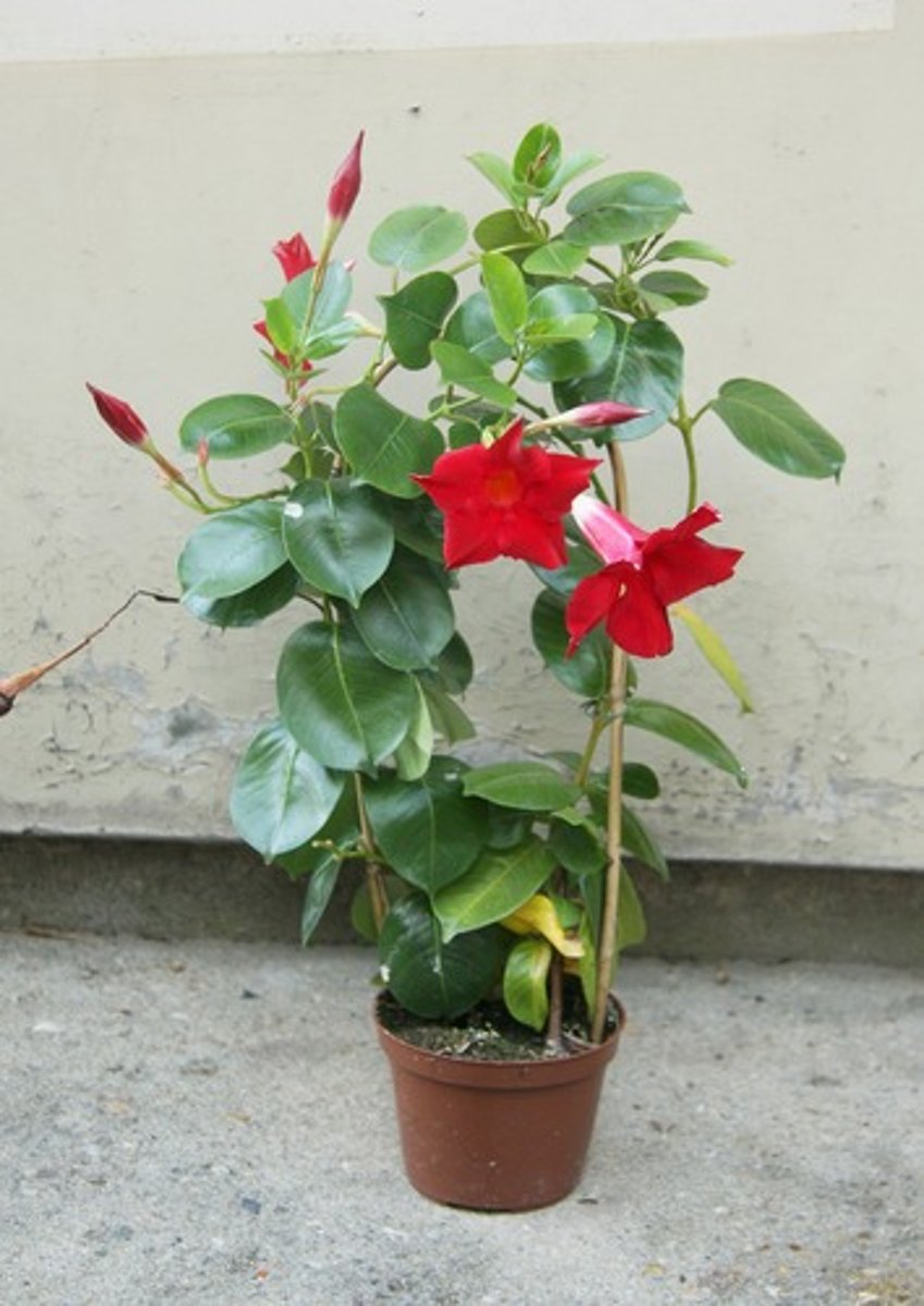 <p>Mandevilla x amabilis</p>
