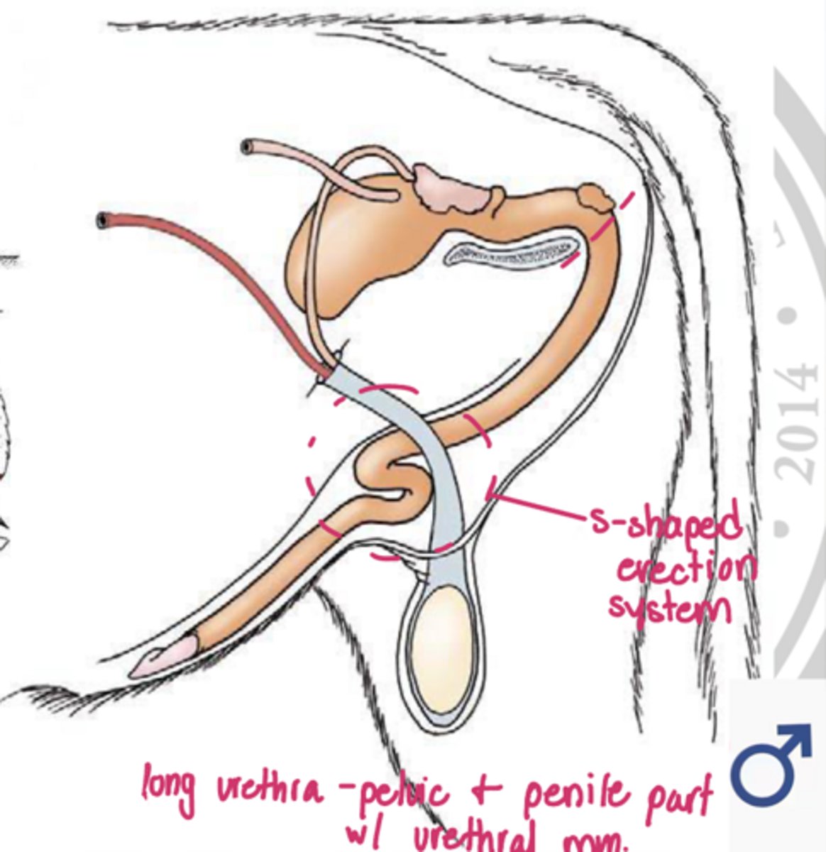 <p>describe the male urethra</p>