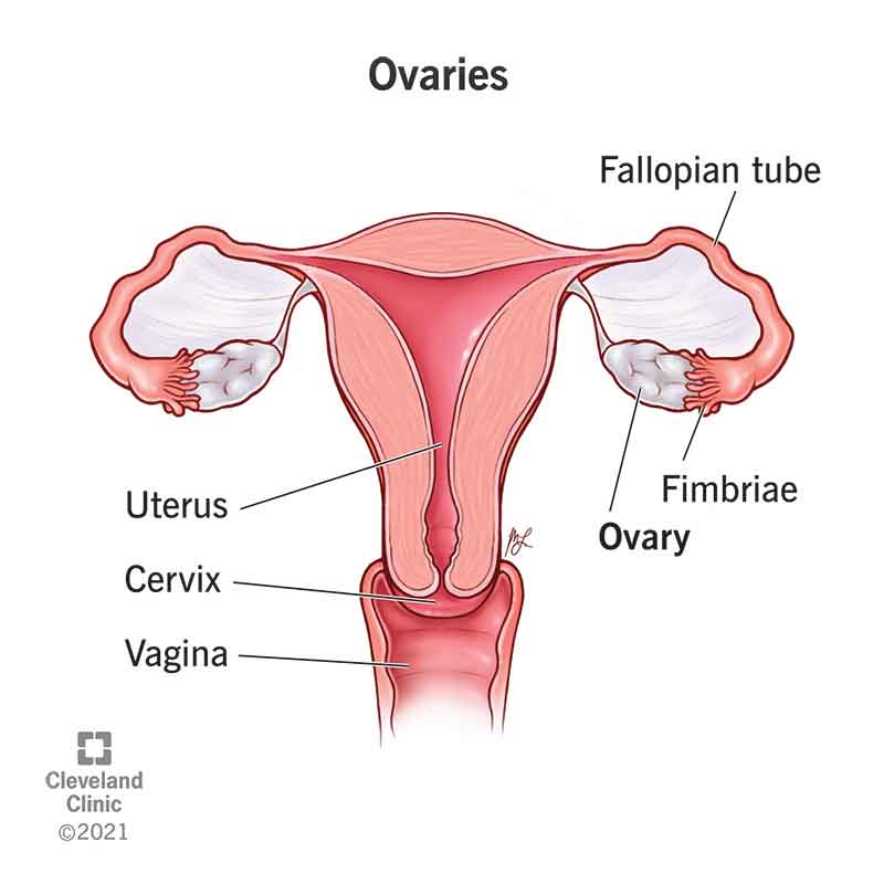 <p>paired, oval organs attached to the posterior surface of the broad ligament of the uterus; produce sex hormones (estrogen and progesterone); produce oocytes/eggs</p>