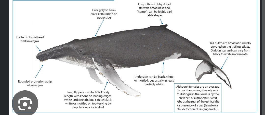 <p class="has-focus">Balaenopteridae family</p><p>filter feeders and rely on small fish and zooplankton, such as krill, to make up their large diet (in hawaii's low nutrient waters they typically metabolise thier body fat until returning to Alaska)</p><p class="has-focus">black and white mottled underside, long pectoral fins (about one-third of their body length), and broad, serrated flukes</p>