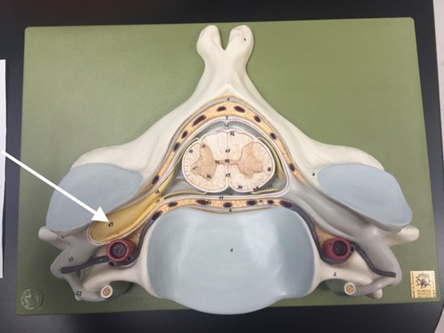 <p>Name this structure</p>