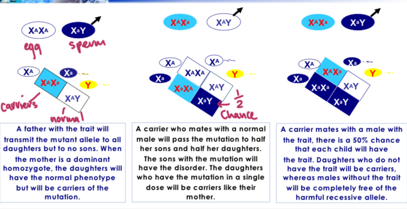 <p>Father with trait= daughter carriers and normal sons. Mother carrier= ½ chance for sons and carrier daughters. Carrier mother and father with trait= ½ chance both daughter and sons affected, other daughter will be carrier, other son unaffected.</p>