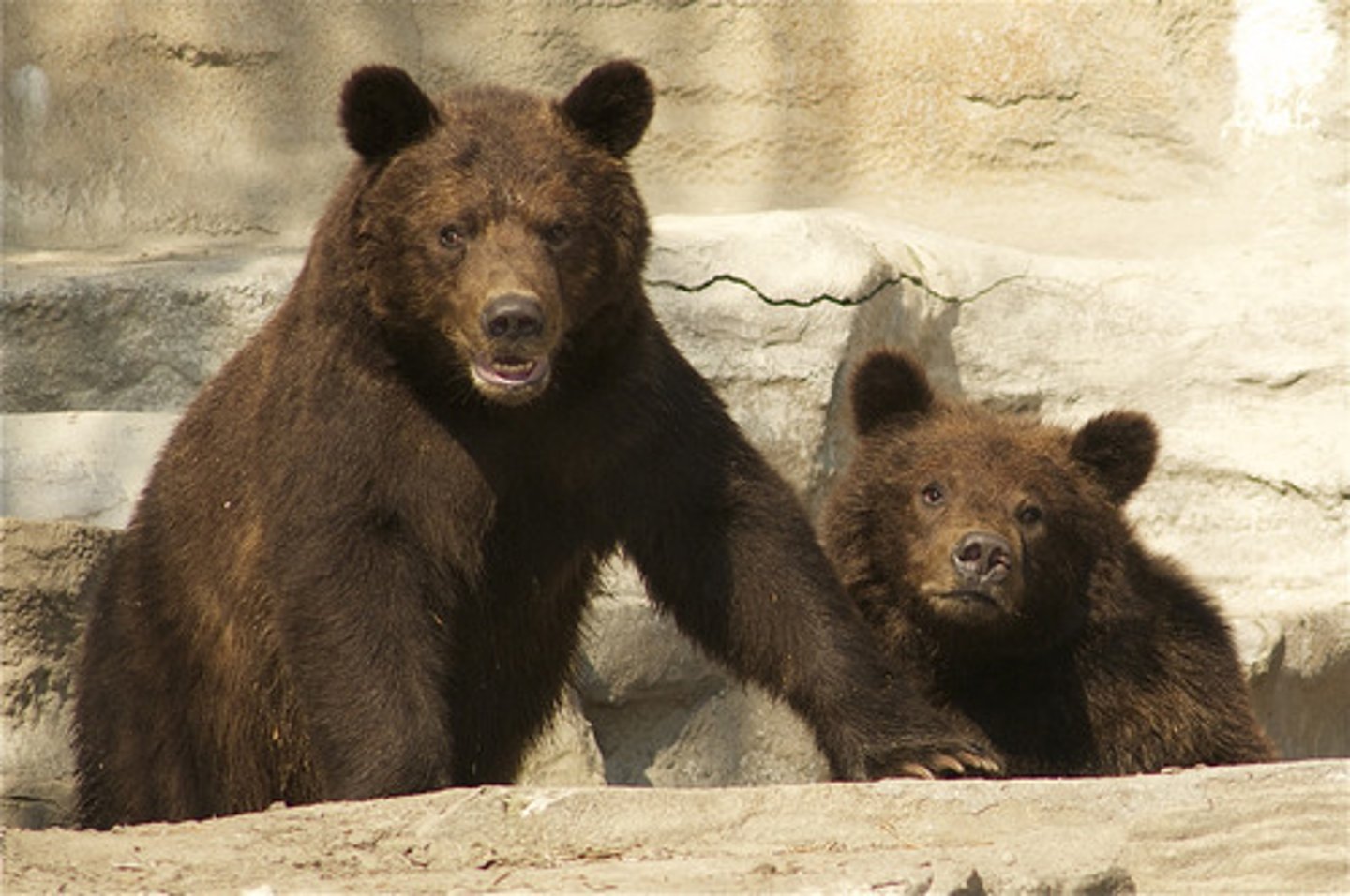 <p>Bears</p>