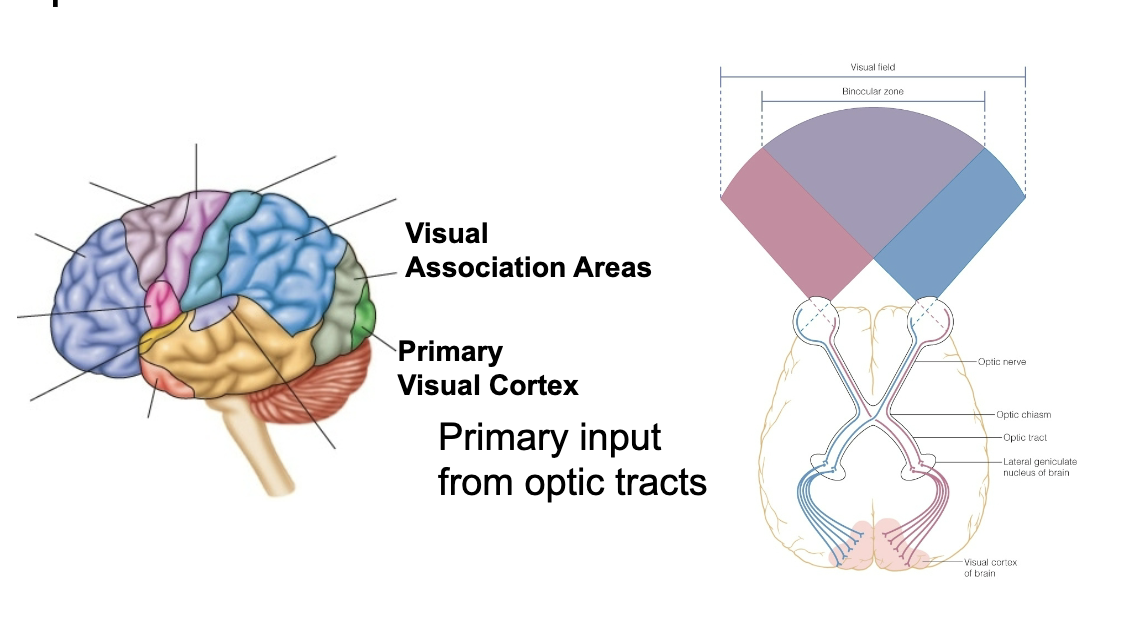 <ul><li><p><strong>Primary visual cortex</strong></p><ul><li><p>Receives input</p><ul><li><p>Primary input from optic tracts</p></li></ul></li></ul></li><li><p><strong>Visual association area</strong></p><ul><li><p>Makes sense of what is seen</p></li></ul></li></ul><p></p>