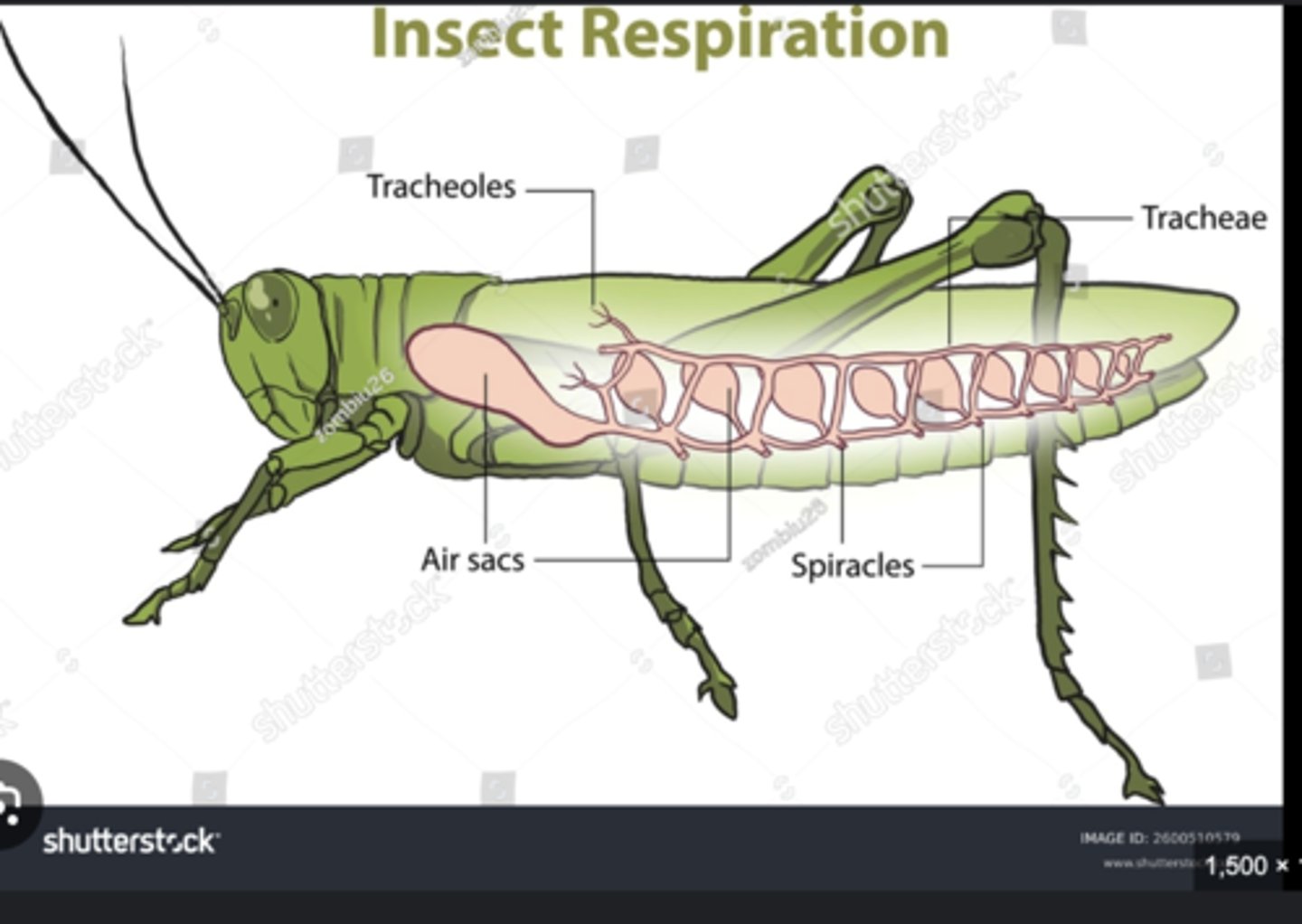 <p>External openings that connect to the tracheal system for gas exchange.</p>