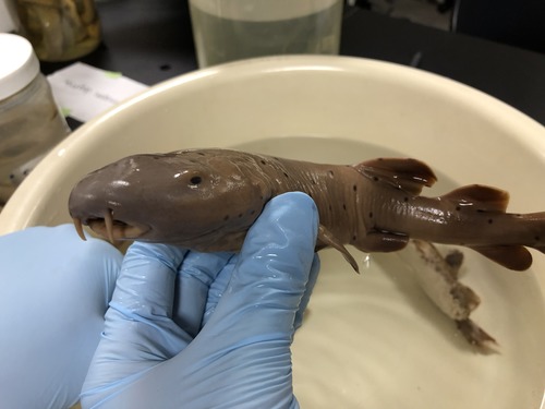 <p>Nurse Sharks</p>