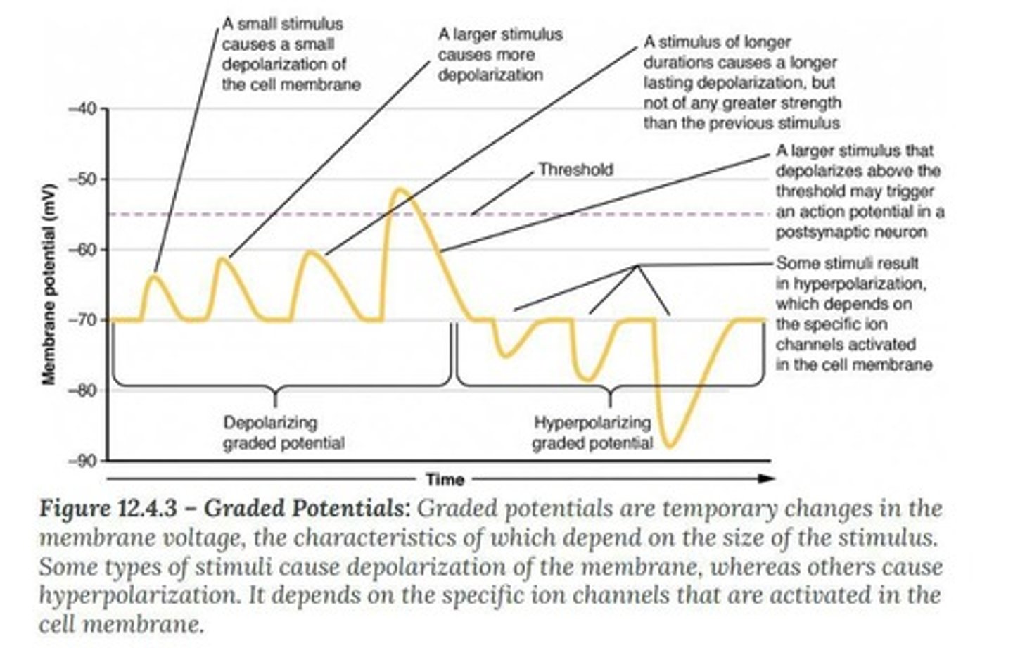 <p>Changes in membrane potential varying in magnitude.</p>