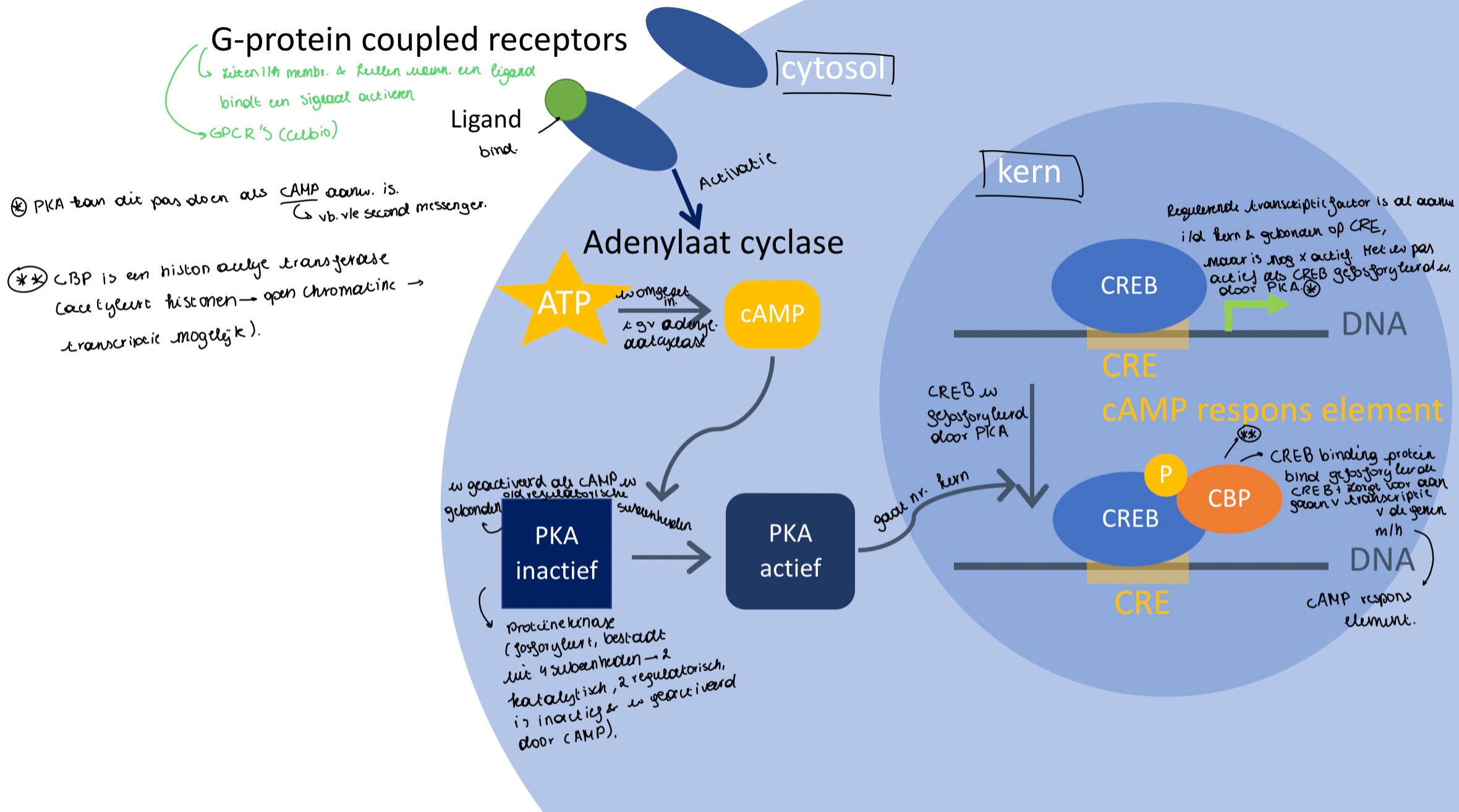 knowt flashcard image