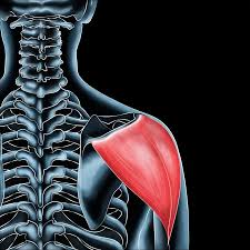 <ol><li><p>identify this muscle,</p></li></ol><p>2. its origin(s),</p><p>3. its insertion(s),</p><ol start="4"><li><p>action(s)</p></li></ol><p></p>