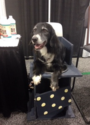 <p>-small frequent meals from an elevated or upright position for 5-10 minutes&nbsp;“Bailey chair”&nbsp;</p><p>-sildenafil (PDE-5 inhibitor)</p><p>-<u>cisapride and metoclopramide contraindicated!</u></p><p>-if recurrent aspiration pneumonia, consider low-profile gastrostomy tube</p>