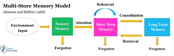 <p>a theory that proposes three distinct memory stores: sensory memory, short-term memory, and long-term memory</p>