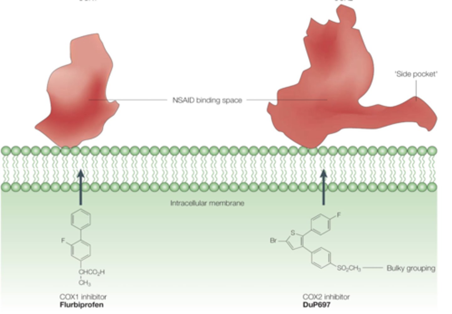 <p>COX1: bulky isoleucine (Ile 434 and 523)</p><p>COX2: smaller valine (Val 434 and 523)</p>