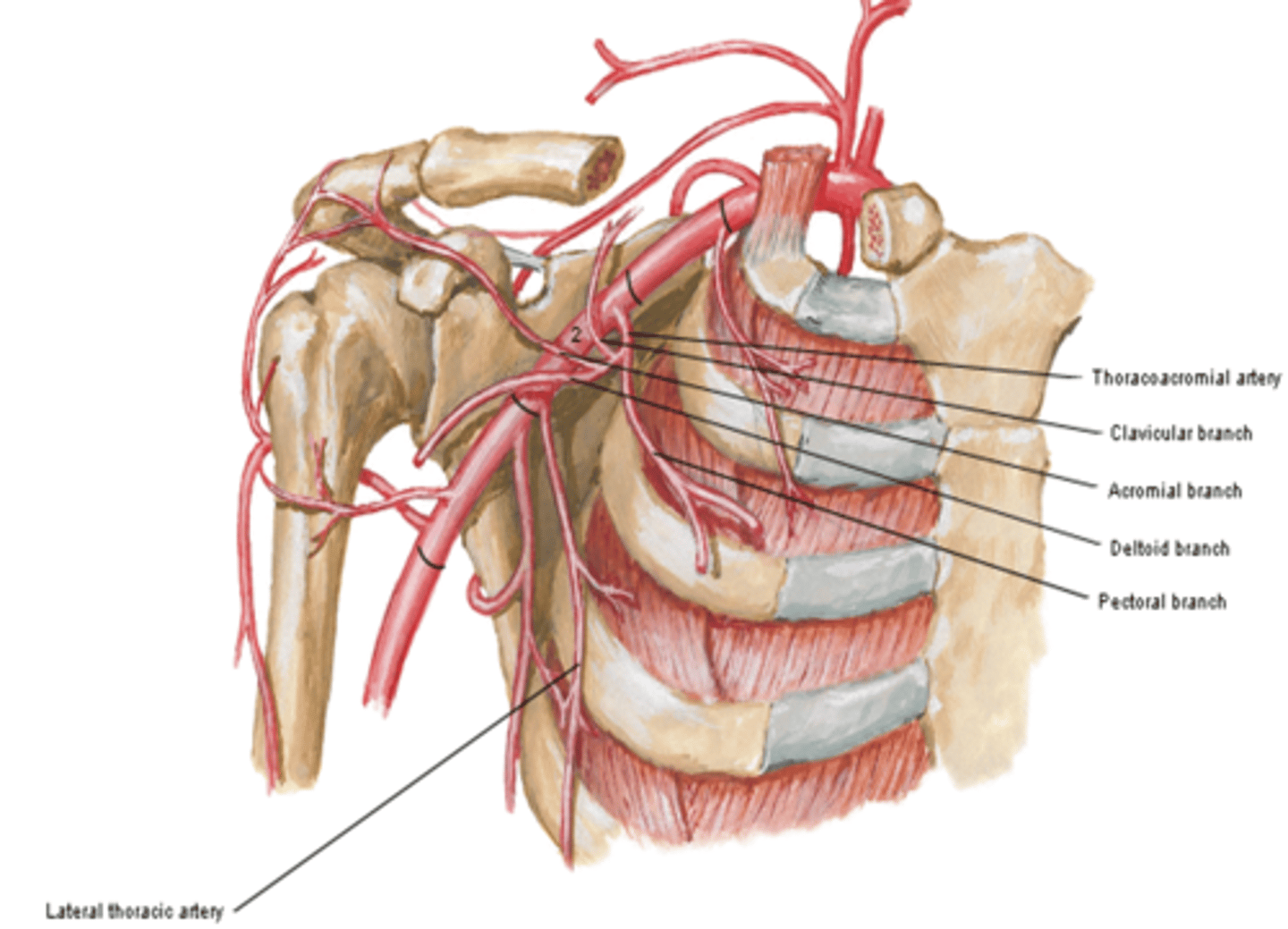 <p>posterior to pectoralis minor m.</p><p>-Thoracoacromial a</p><p>-Lateral thoracic a.</p>
