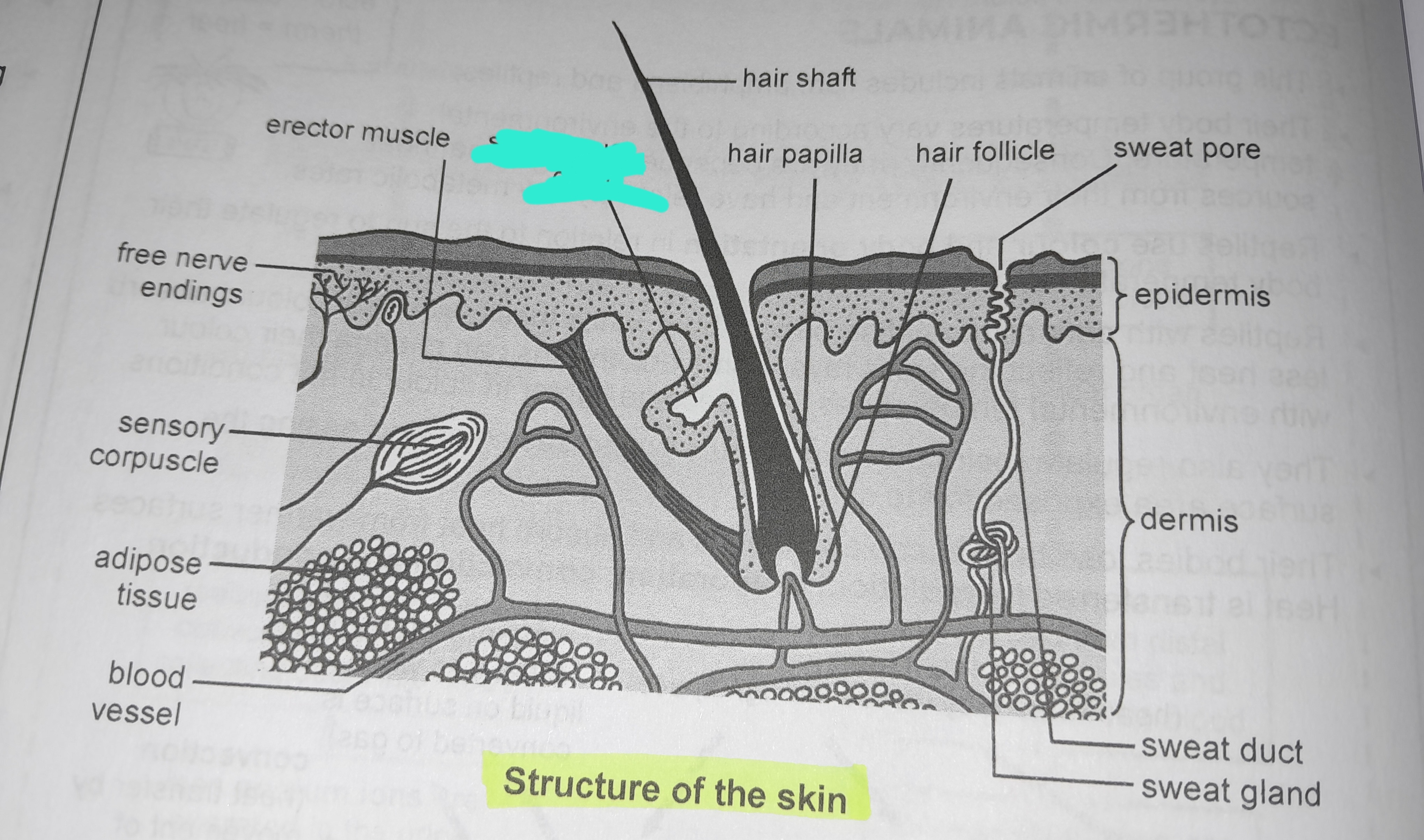 term image