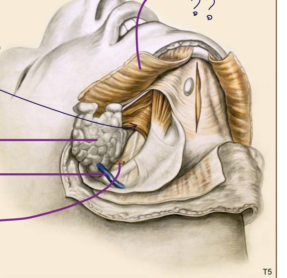 <p>Quels éléments de la glande sous-mandibulaire peuvent être observés dans les dissections finales ? (image)</p>