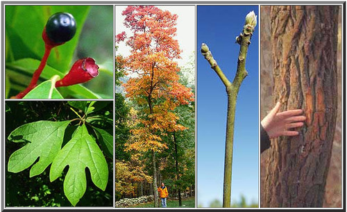 Family: Lauraceae, Laurel fam
Common name: Sassafras
Native range: Found from Central FL, East Texas, Michigan, North Eastern US
Height: Up to 80-90ft tall, larger in northern parts of the range, small in FL.
Growth habit: Thickets, colonies, rhizomatous roots
Leaf persistence: Deciduous
~new growth: very green twigs
Bark: Scattered lenticels, has a cinnamon/orange bark as it ages and thick ridges.
Leaves: simple, alternate. Variably lobed. Lobed & unlobed. Polymorphic. Three leaf shapes: simple lobed, unlobed or ovate. Dark green glabrous on top, a little pubescence underneath.
Margin: Entire
~Turns autumn colors
Flower: cluster, yellowish green
Fruit: drupe (like mini avocado) dark purple with red stem
*Laurel wilt
Tolerances: early successional (open & disturbed). Well-drained soils preferred. Seeds spread by birds. High drought tolerance, sprouts back after fire. Moderate salt tolerance.