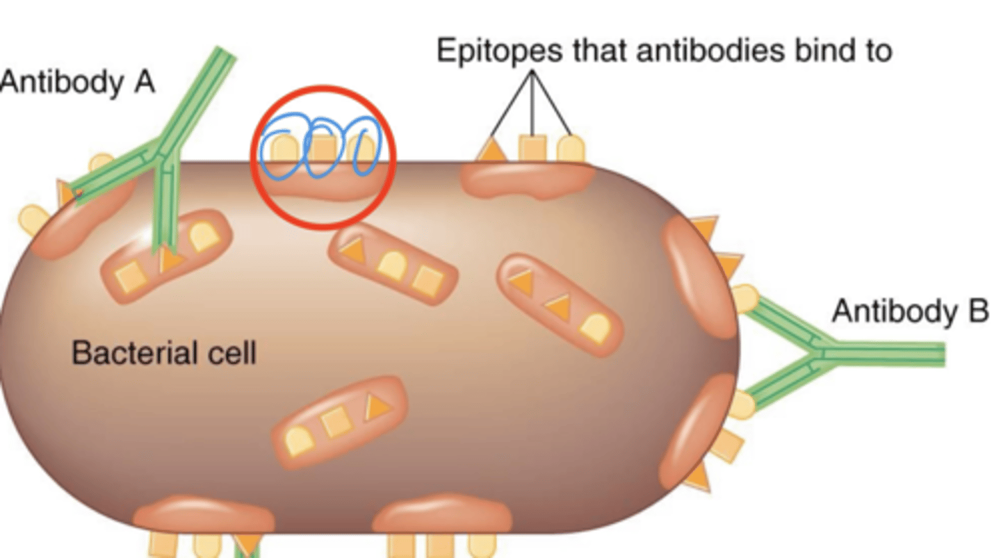 <p>Adaptive immunity</p><p>- Proteins or polysaccharides recognized by the immune system</p><p>- Usually components of invading microbes or foreign substances</p>